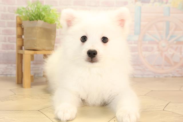 愛知県の日本スピッツ (Coo&RIKU名古屋滝ノ水店/2025年4月14日生まれ/男の子/ホワイト)の子犬