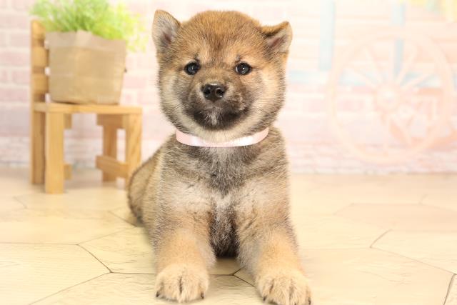 愛知県の豆柴 (Coo&RIKU東海店/2025年4月20日生まれ/女の子/赤)の子犬