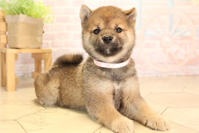 愛知県の豆柴 (Coo&RIKU東海店/2025年4月20日生まれ/女の子/赤)の子犬の2枚目の画像