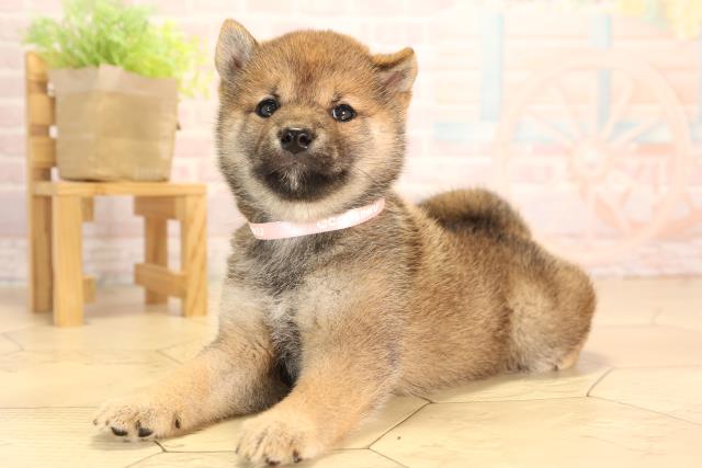 愛知県の豆柴 (Coo&RIKU東海店/2025年4月20日生まれ/女の子/赤)の子犬の3枚目の画像