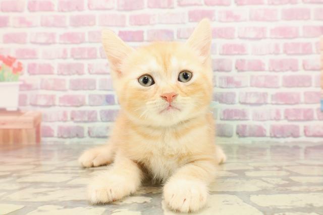 石川県のスコティッシュフォールド (Coo&RIKU金沢店/2025年4月15日生まれ/男の子/レッドタビー)の子猫の1枚目の画像