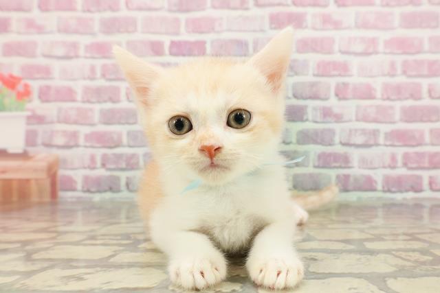 東京都のスコティッシュフォールド (Coo&RIKU八王子西店/2025年4月15日生まれ/男の子/レッドタビーホワイト)の子猫