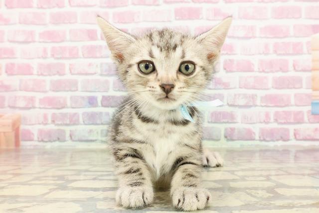 東京都のアメリカンショートヘアー (Coo&RIKU福生店/2025年4月18日生まれ/男の子/シルバータビー)の子猫