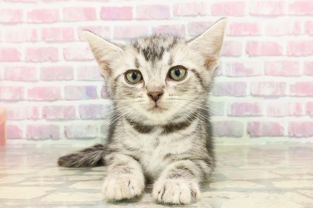 東京都のアメリカンショートヘアー (Coo&RIKU立川店/2025年4月18日生まれ/男の子/シルバータビー)の子猫