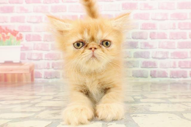 栃木県のエキゾチック (Coo&RIKU宇都宮店/2025年4月18日生まれ/男の子/レッドタビー)の子猫