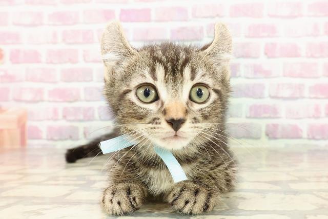 長野県のアメリカンカール (Coo&RIKU綿半中野店/2025年4月19日生まれ/男の子/ブラウンタビー)の子猫の1枚目の画像