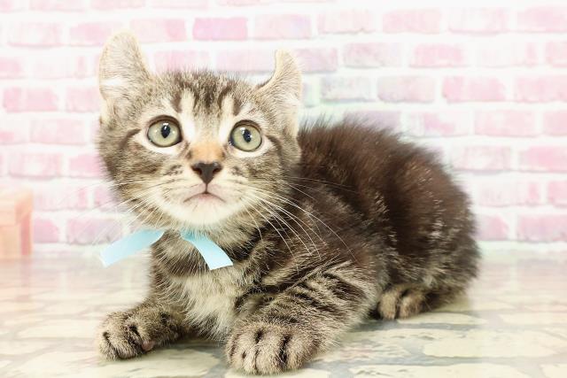 長野県のアメリカンカール (Coo&RIKU綿半中野店/2025年4月19日生まれ/男の子/ブラウンタビー)の子猫の2枚目の画像