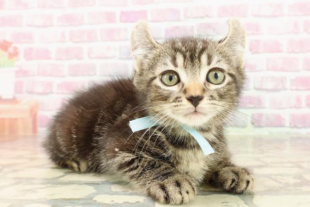 長野県のアメリカンカール (Coo&RIKU綿半中野店/2025年4月19日生まれ/男の子/ブラウンタビー)の子猫の3枚目の画像