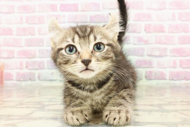 東京都のアメリカンカール (Coo&RIKU福生店/2025年4月19日生まれ/男の子/ブラウンタビー)の子猫