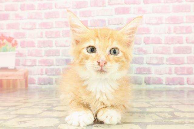 新潟県のメインクーン (Coo&RIKU新潟西店/2025年4月2日生まれ/男の子/レッドタビーホワイト)の子猫の1枚目の画像