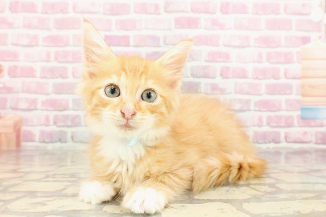 新潟県のメインクーン (Coo&RIKU新潟西店/2025年4月2日生まれ/男の子/レッドタビーホワイト)の子猫の2枚目の画像