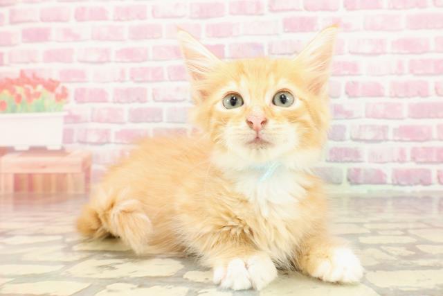 新潟県のメインクーン (Coo&RIKU新潟西店/2025年4月2日生まれ/男の子/レッドタビーホワイト)の子猫の3枚目の画像