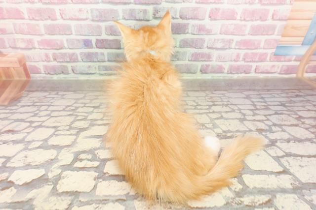 新潟県のメインクーン (Coo&RIKU新潟西店/2025年4月2日生まれ/男の子/レッドタビーホワイト)の子猫の4枚目の画像