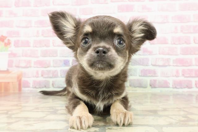 栃木県のチワワ(ロング) (Coo&RIKU小山店/2025年4月8日生まれ/女の子/ブルークリームホワイト)の子犬