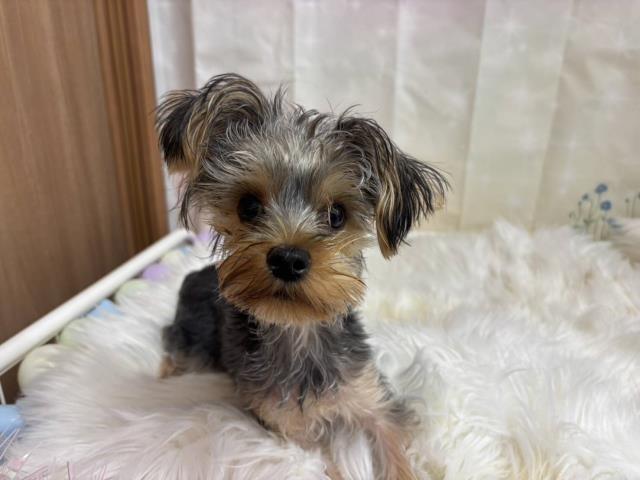 ヨークシャーテリア