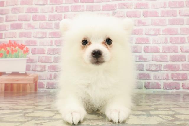 栃木県の日本スピッツ (Coo&RIKU宇都宮店/2025年4月15日生まれ/女の子/ホワイト)の子犬