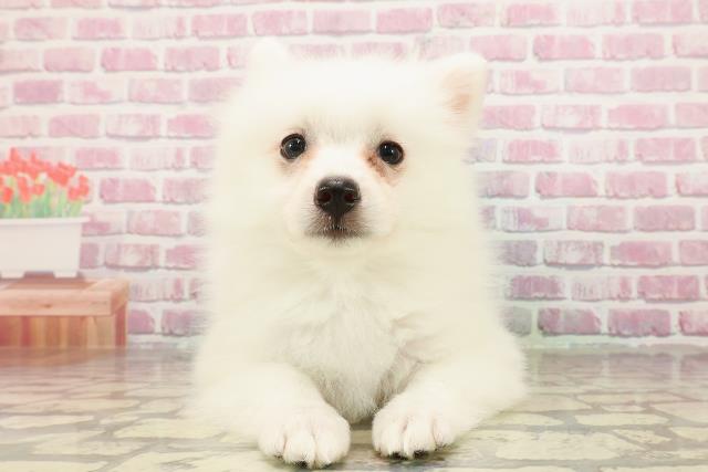 埼玉県の日本スピッツ (Coo&RIKU川越店/2025年4月15日生まれ/女の子/ホワイト)の子犬の1枚目の画像