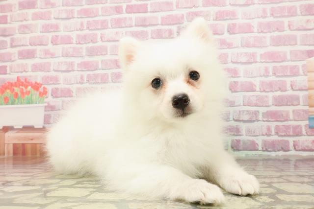 埼玉県の日本スピッツ (Coo&RIKU川越店/2025年4月15日生まれ/女の子/ホワイト)の子犬の3枚目の画像