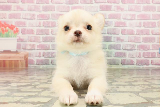 千葉県のチワワ(ロング) (Coo&RIKU流山店/2025年4月18日生まれ/男の子/クリームホワイト)の子犬