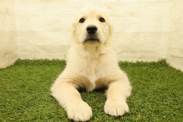 栃木県のゴールデンレトリバー (Coo&RIKU宇都宮店/2025年4月10日生まれ/女の子/ゴールド)の子犬