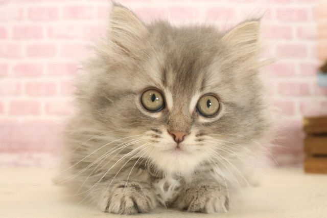 福岡県のサイベリアン (Coo&RIKU黒崎店/2025年4月17日生まれ/男の子/ブルースモークタビー)の子猫