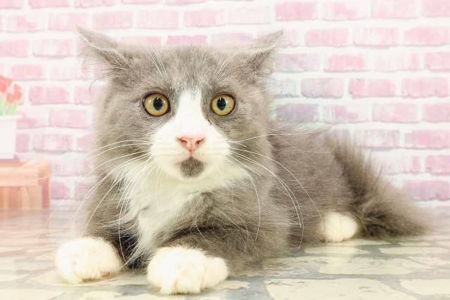 栃木県のサイベリアン (Coo&RIKU宇都宮店/2025年3月17日生まれ/男の子/ブルーホワイト)の子猫の2枚目の画像
