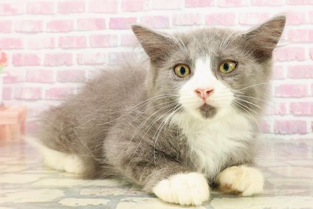 栃木県のサイベリアン (Coo&RIKU宇都宮店/2025年3月17日生まれ/男の子/ブルーホワイト)の子猫の3枚目の画像