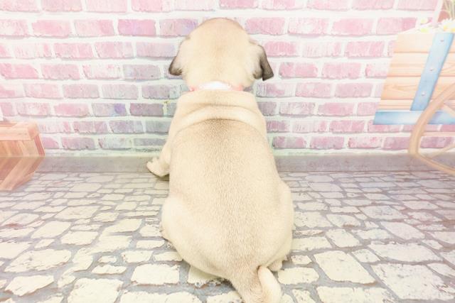 東京都のパグ (Coo&RIKU浅草店/2025年4月20日生まれ/女の子/フォーン)の子犬の4枚目の画像