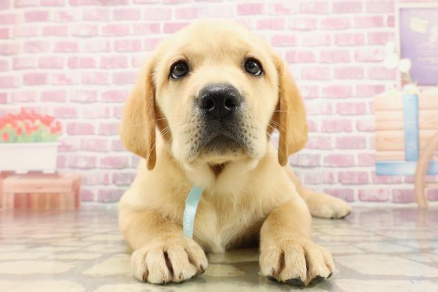 茨城県のラブラドールレトリーバー (Coo&RIKU筑西店/2025年4月20日生まれ/男の子/イエロー)の子犬の1枚目の画像