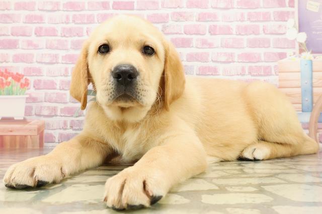 茨城県のラブラドールレトリーバー (Coo&RIKU筑西店/2025年4月20日生まれ/男の子/イエロー)の子犬の2枚目の画像