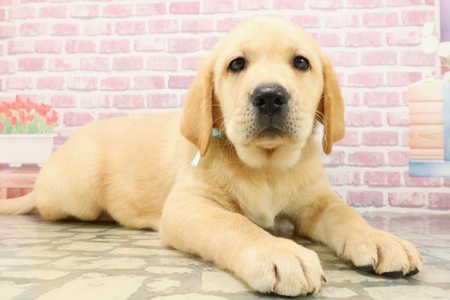 茨城県のラブラドールレトリーバー (Coo&RIKU筑西店/2025年4月20日生まれ/男の子/イエロー)の子犬の3枚目の画像