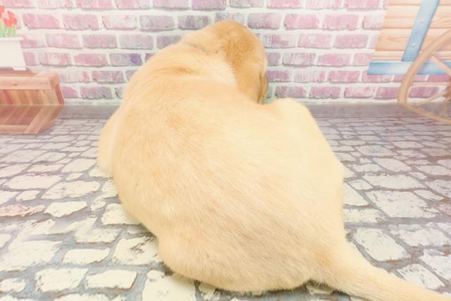 茨城県のラブラドールレトリーバー (Coo&RIKU筑西店/2025年4月20日生まれ/男の子/イエロー)の子犬の4枚目の画像