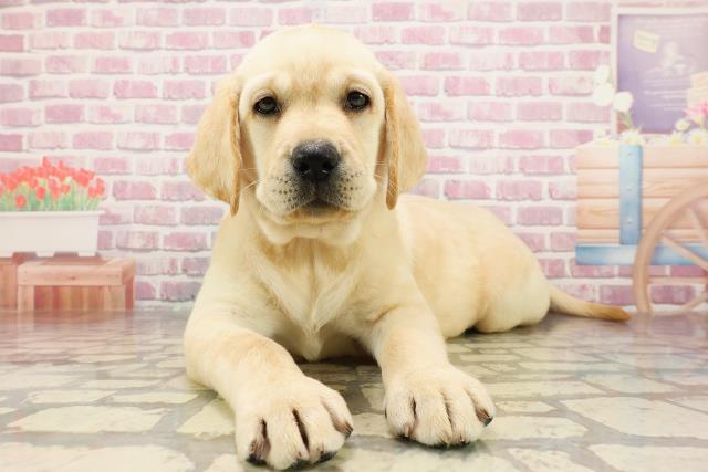 千葉県のラブラドールレトリーバー (Coo&RIKU東船橋店/2025年4月20日生まれ/女の子/イエロー)の子犬