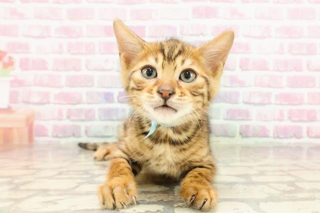 群馬県のベンガル (Coo&RIKU藤岡店/2025年4月14日生まれ/男の子/ブラウンスポットタビー)の子猫の1枚目の画像