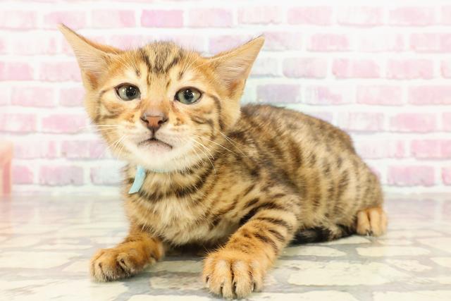 群馬県のベンガル (Coo&RIKU藤岡店/2025年4月14日生まれ/男の子/ブラウンスポットタビー)の子猫の2枚目の画像