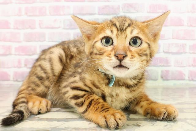 群馬県のベンガル (Coo&RIKU藤岡店/2025年4月14日生まれ/男の子/ブラウンスポットタビー)の子猫の3枚目の画像