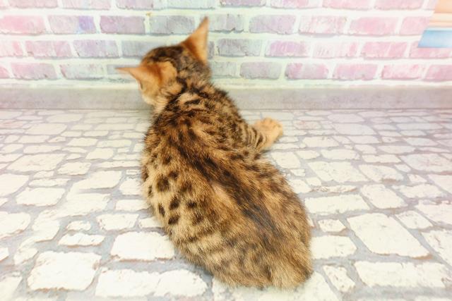群馬県のベンガル (Coo&RIKU藤岡店/2025年4月14日生まれ/男の子/ブラウンスポットタビー)の子猫の4枚目の画像