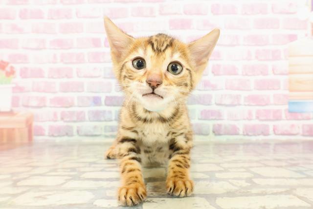 茨城県のベンガル (Coo&RIKU牛久店/2025年4月14日生まれ/男の子/ブラウンスポットタビー)の子猫の1枚目の画像