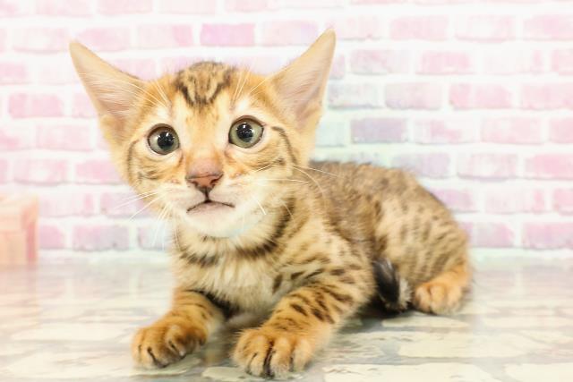 茨城県のベンガル (Coo&RIKU牛久店/2025年4月14日生まれ/男の子/ブラウンスポットタビー)の子猫の2枚目の画像