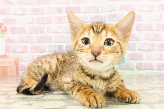 茨城県のベンガル (Coo&RIKU牛久店/2025年4月14日生まれ/男の子/ブラウンスポットタビー)の子猫の3枚目の画像