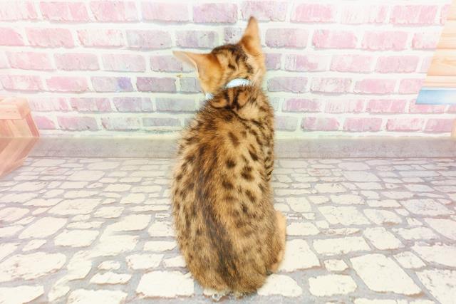茨城県のベンガル (Coo&RIKU牛久店/2025年4月14日生まれ/男の子/ブラウンスポットタビー)の子猫の4枚目の画像