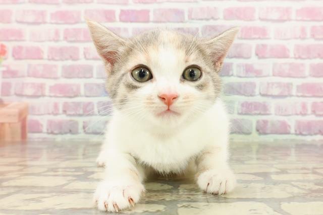 青森県のマンチカン (Coo&RIKU青森店/2025年4月12日生まれ/女の子/ダイリュートキャリコ)の子猫の1枚目の画像