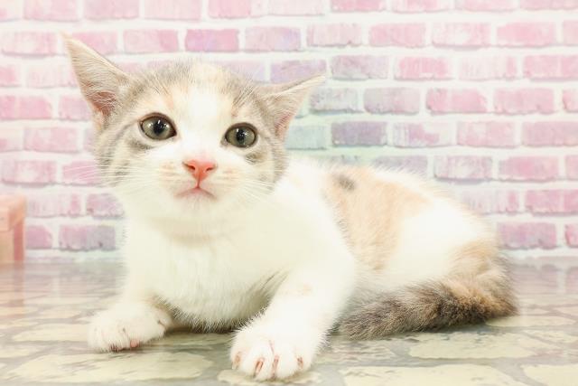 青森県のマンチカン (Coo&RIKU青森店/2025年4月12日生まれ/女の子/ダイリュートキャリコ)の子猫の2枚目の画像
