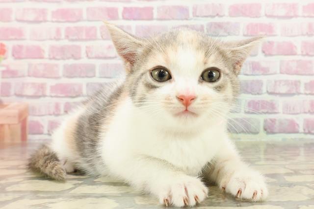 青森県のマンチカン (Coo&RIKU青森店/2025年4月12日生まれ/女の子/ダイリュートキャリコ)の子猫の3枚目の画像