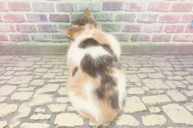 青森県のマンチカン (Coo&RIKU青森店/2025年4月12日生まれ/女の子/ダイリュートキャリコ)の子猫の4枚目の画像