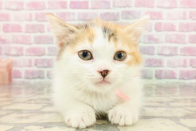 東京都のミヌエット (Coo&RIKU武蔵小山店/2025年4月18日生まれ/女の子/キャリコ)の子猫