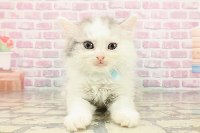 東京都のマンチカン (Coo&RIKU阿佐ヶ谷店/2025年4月19日生まれ/男の子/シルバータビーホワイト)の子猫