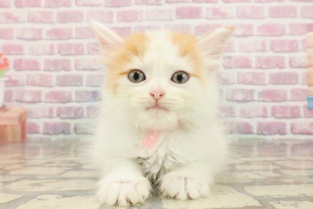 東京都のマンチカン (Coo&RIKU自由が丘店/2025年4月19日生まれ/女の子/レッドタビーホワイト)の子猫