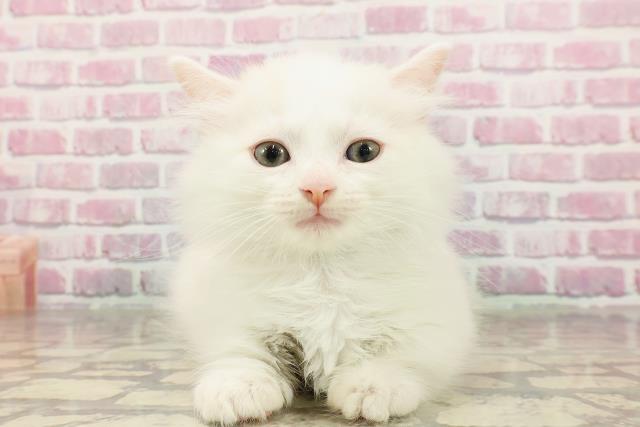 群馬県のマンチカン (Coo&RIKU高崎店/2025年4月19日生まれ/男の子/クリームタビーホワイト)の子猫の1枚目の画像