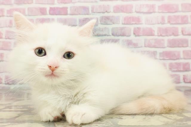 群馬県のマンチカン (Coo&RIKU高崎店/2025年4月19日生まれ/男の子/クリームタビーホワイト)の子猫の2枚目の画像